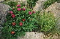 /album/lantro-della-strega/peonia-selvatica-paeonia-selvatica-jpg/